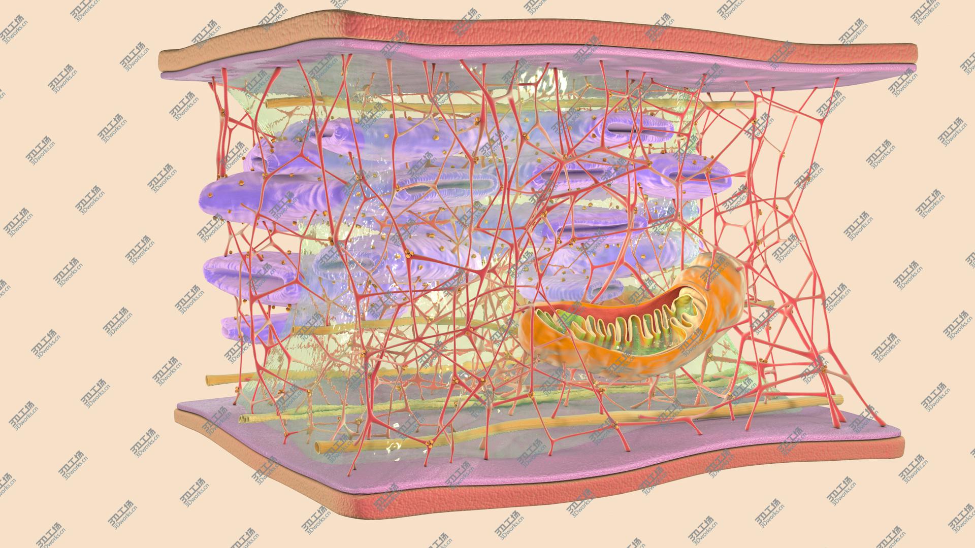 images/goods_img/2021040161/3D Cytoskeleton/2.jpg